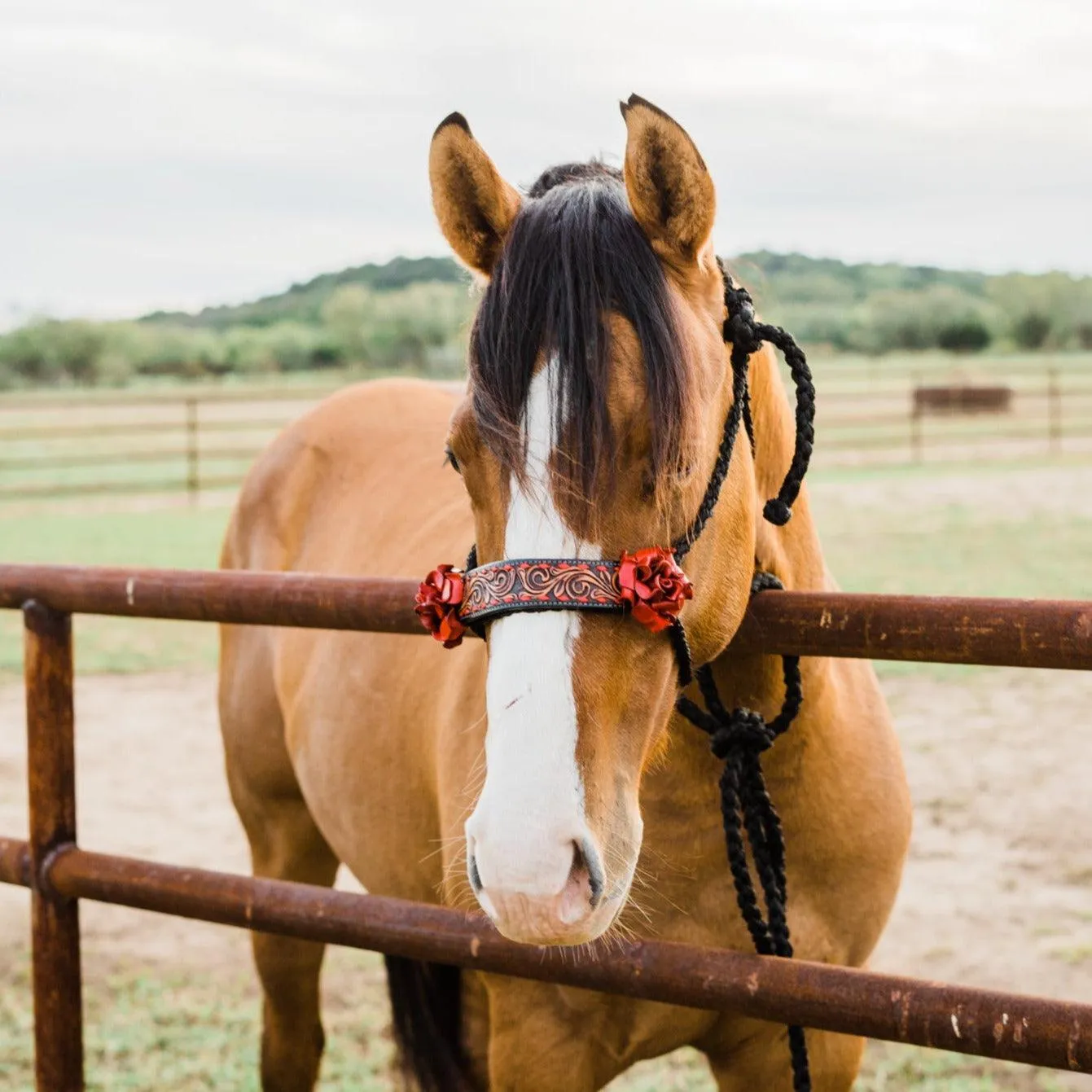 Black Mule Tape Halter - Red Rose #MT200